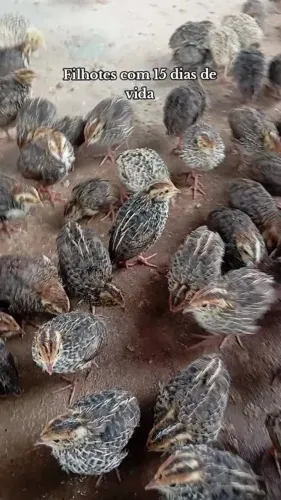 Filhotes de codornas