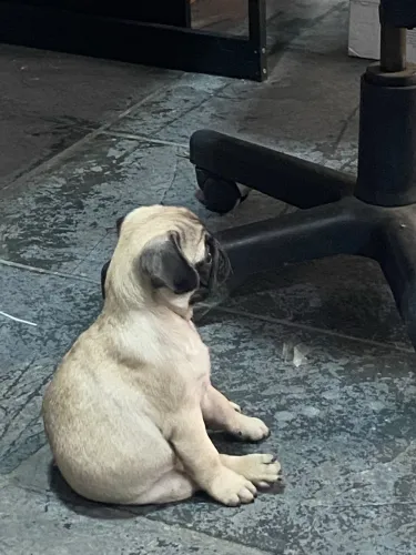 Promoção últimos Pugs machos
