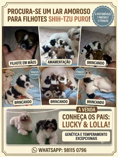 Filhotes de Shitzu