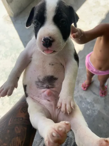 Estou vendendo dois filhote de pitbull