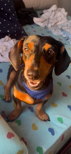 ROMEO A PROCURA DE UMA NAMORADA