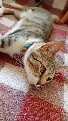 Adoção