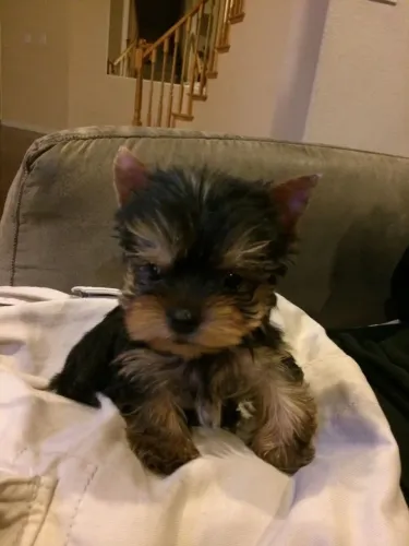 Yorkshire Terrier