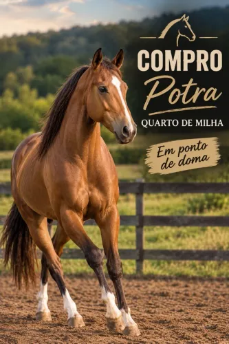 Potra Quarto de milha em ponto de doma