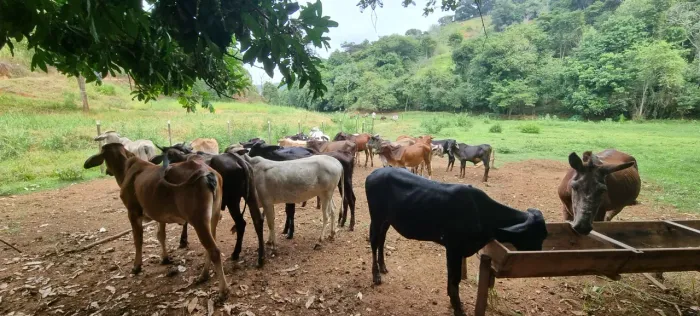Novilhas Girolando de inseminação