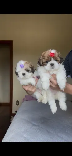 Shih tzu fêmea mini particolor 100% legítima