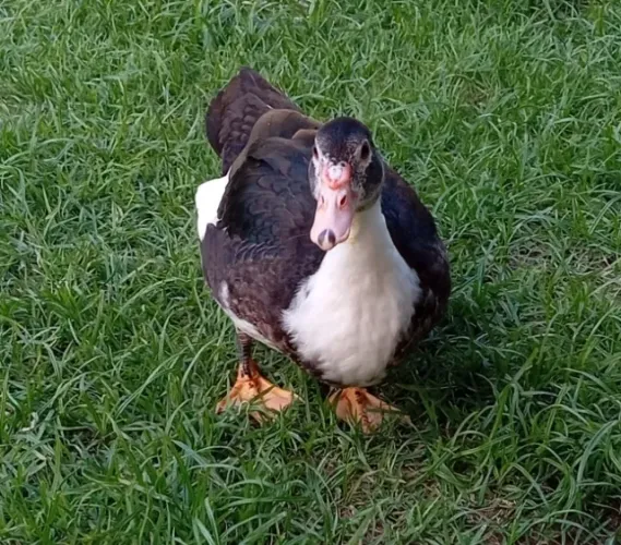 Pato macho