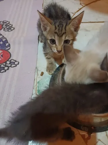 Doação de gatos 
