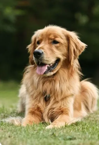 Golden Retriever