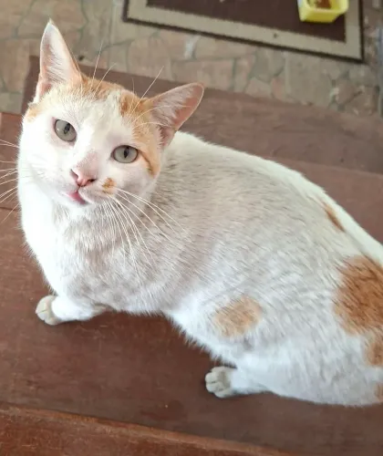 Gatinho para adoção responsável 