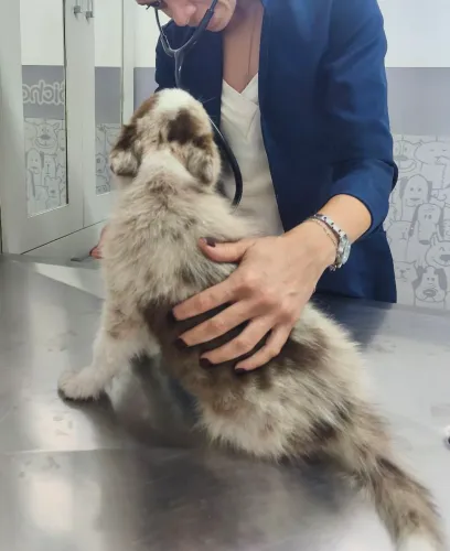 Lindo filhote de Border Collie 