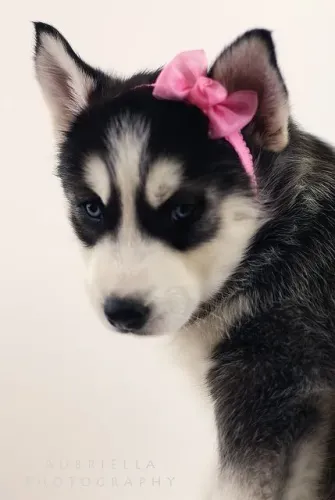 Husky siberiano Filhotinho disponível para um novo começo