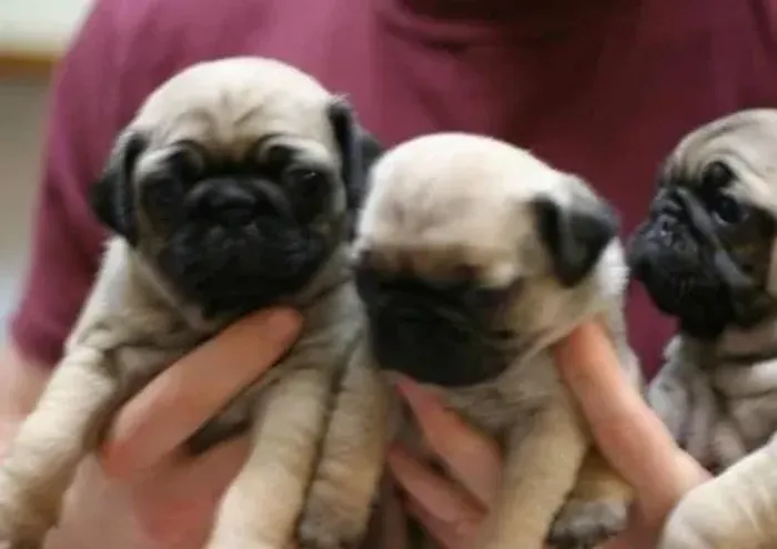 Pug Filhotes Super Fofinhos.