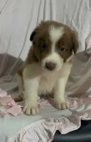 Border Collie Blue Merle- Mais informações no WhatsApp