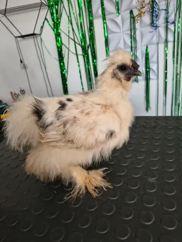 Galo Sedosa (silkie)