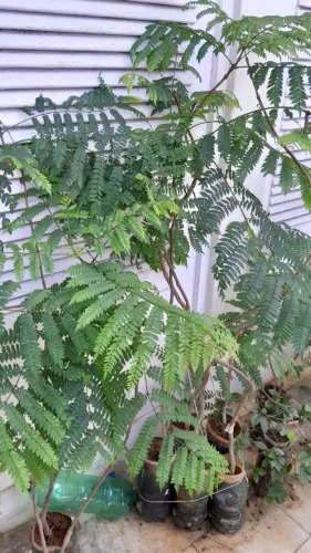 Jacaranda De Minas, Caroba (cuspidifolia) Nativa - vendo mudas
