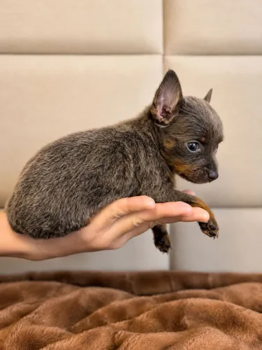 Pinscher miniatura fêmea