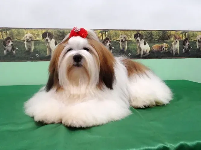 Lhasa Apso - Reserva de Filhotes com entrega para Julho e Agosto