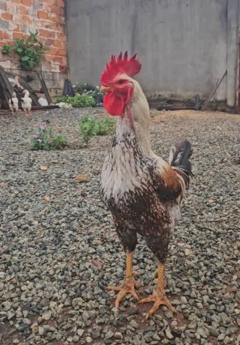 GALO CAIPIRA CRIADO SOLTO