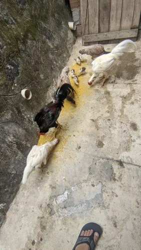 Vendo 3 casal de galos de Raça Observação: Leia a descrição.