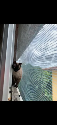 Gato pra doação 