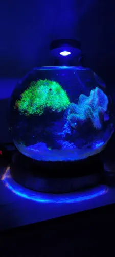 Aquario Marinho Bola 34 Litros