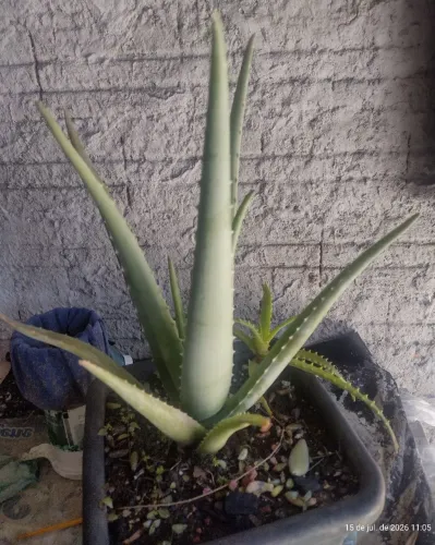 BABOSA ALOE VERA BEM DESENVOLVIDO NÃO ACOMPANHA VASO
