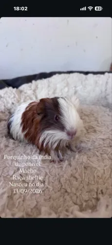 Porquinho da índia