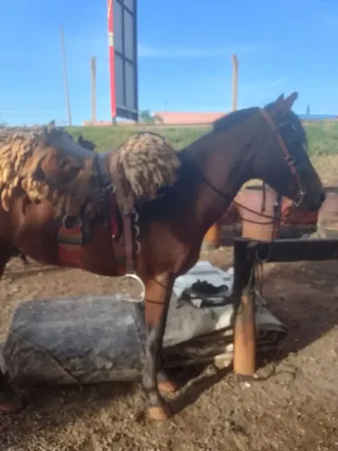 égua para venda