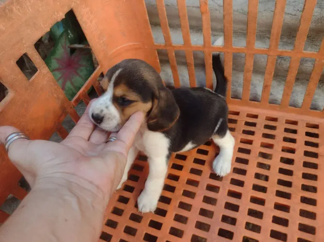 Chihuahua c pedigree CBKC