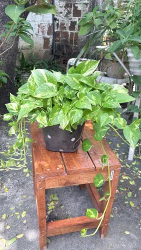 Planta nome Jiboia 