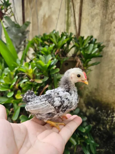 Pintinhos Mini Caipirinha