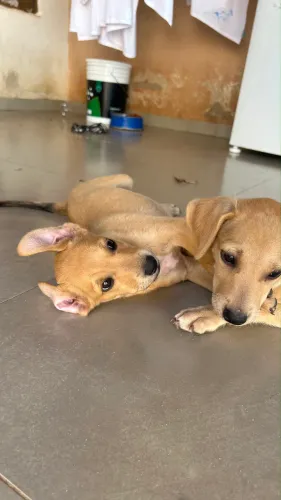 Doa-se esses lindos Doguinhos 