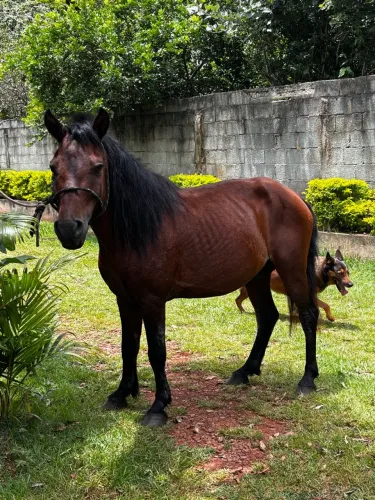 pônei macho cavalo
