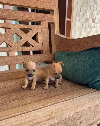 Vendo Pinscher