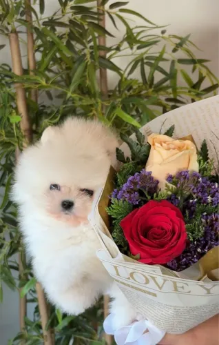 Filhote fêmea Lulu da pomerania 