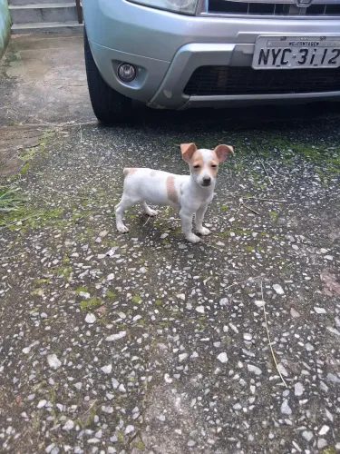 Machinho pincher zero