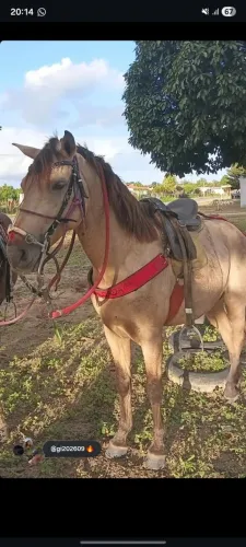 Cavalo mestiço quarto de milha selado 