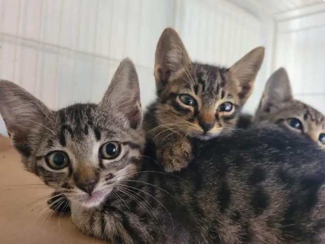 ADOÇÃO DE GATINHOS