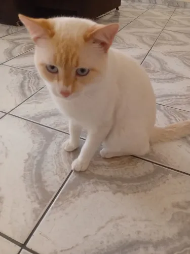 Doação de gato de 8 meses.