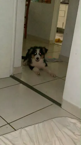 Fêmea borde collie