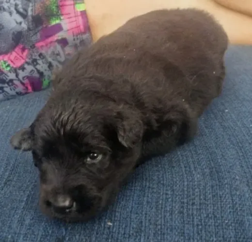 Cães filhotes