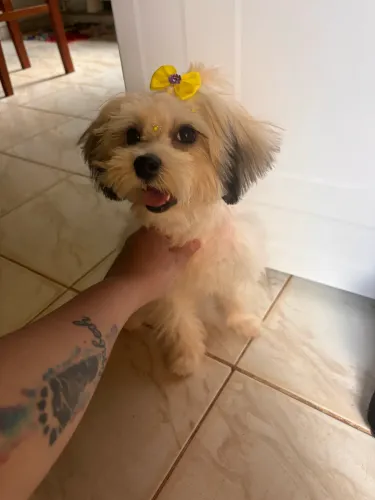 Vende- se cachorra