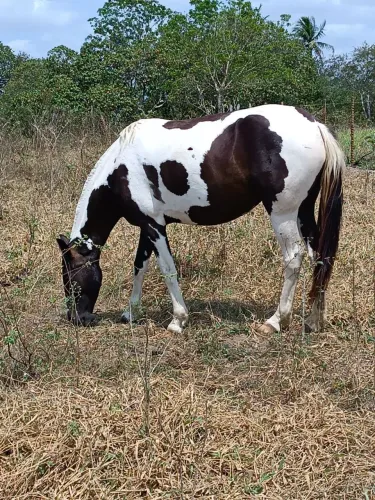 Égua pampa de preto