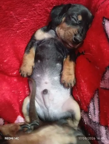 Daschund . Salsicha, fêmea e macho. Com 35 dias, preto e chocolate com olhos claros
