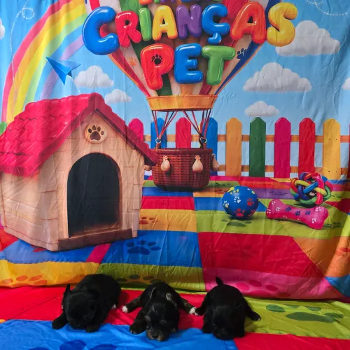Yorkshire Promoção Dia das crianças Imperdivel machos a partir! Aceito cartão