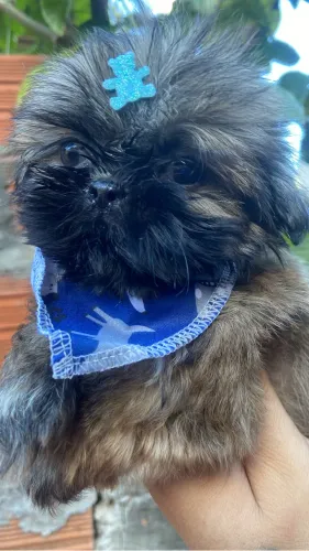 Cachorro 