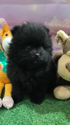 Spitz Alemão