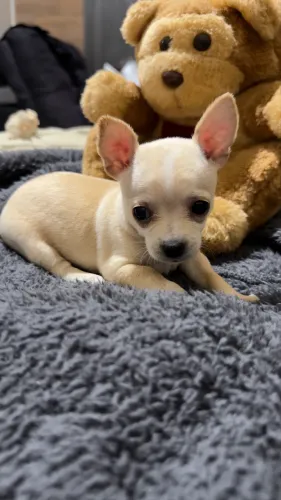 Chihuahua filhote (fêmea)