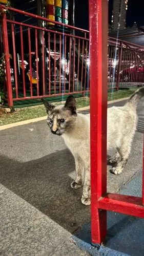 ADOÇÃO RESPONSÁVEL - GATINHA CASTRADA